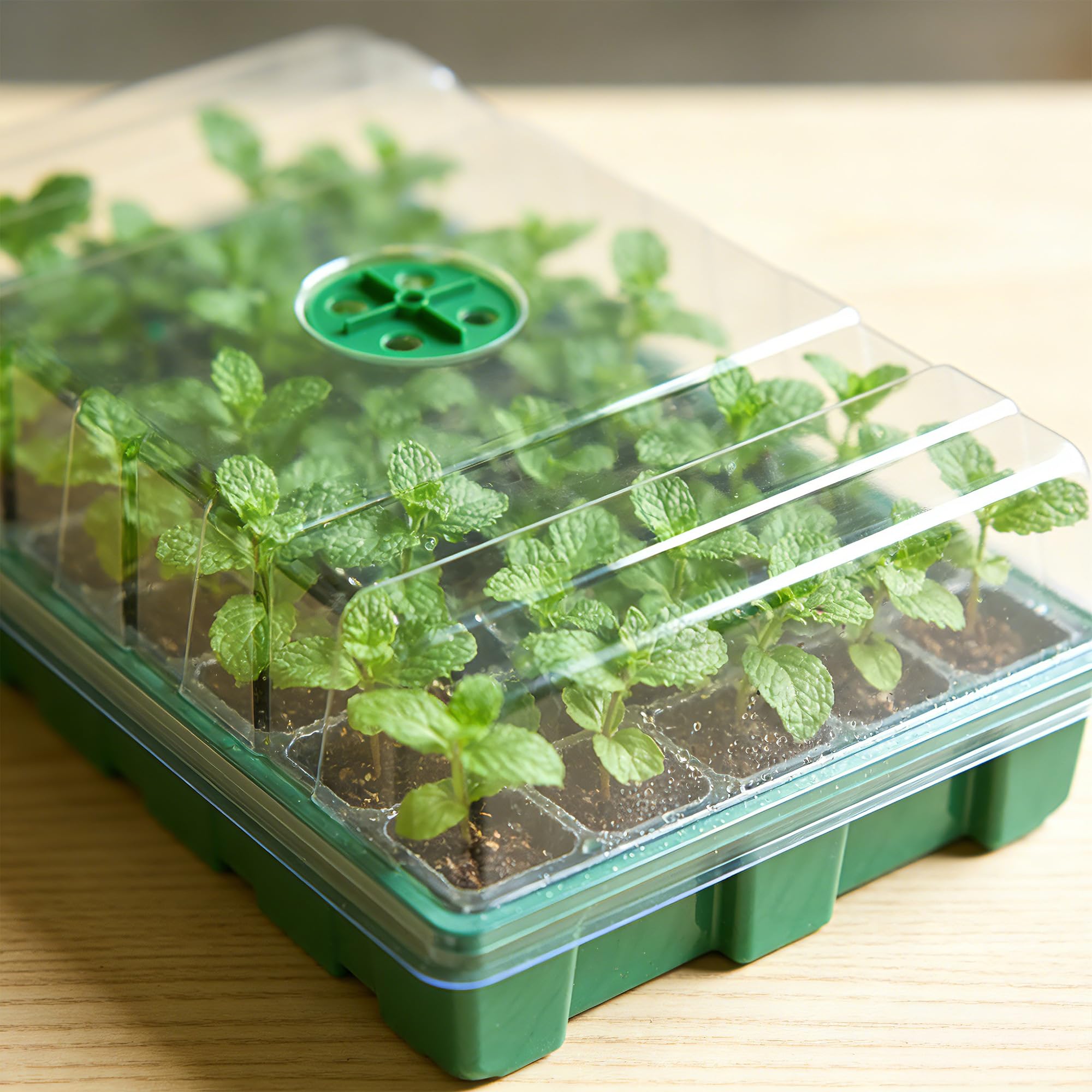 Estufa com Tampa Transparente  - Seed Starter Trays avaliação e preço